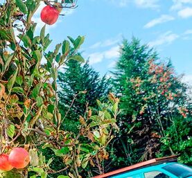 alte Obstbäume